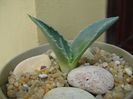 Agave americana – origine ins. Skiathos