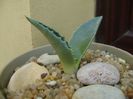 Agave americana – origine ins. Skiathos