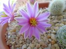 Mammillaria boolii