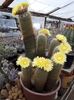Eriocactus Leninghausi