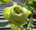 Lovely Green (Tufa)