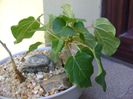 Ficus abutilifolia