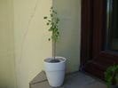 Euphorbia misera