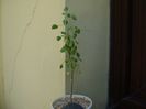 Euphorbia misera