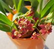 Twinkle Border Red/ Dark Orange