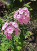 Phlox paniculata roz deschis