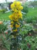 Mahonia in floare