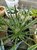 Agava filifera spp multifilifera 100