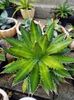 Agave lophantha splendida 100