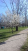 Primăvara în parcul Izvor...