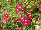 Candia Meillandecor