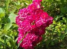 Super Excelsa