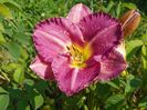 hemerocallis Entrapment