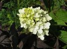 hydrangea Fraise Melba