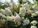 hydrangea pan. Sundae Fraise