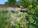 erigeron annuus