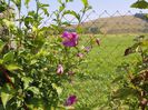 clematis Krakowiak