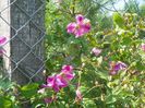clematis Krakowiak