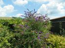 buddleja Empire Blue