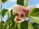 magnolia Rustica Rubra