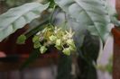 Hoya Multiflora