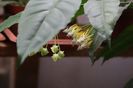 Hoya Multiflora