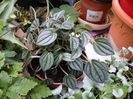 peperomia