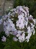 IMG-20190709-WA0008