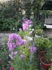 IMG-20190716-WA0002