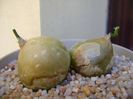 Bowiea volubilis
