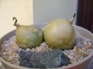 Bowiea volubilis