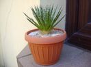 Agave filifera schidigera