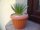 Agave filifera schidigera