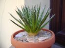 Agave filifera schidigera
