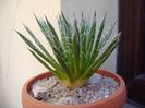 Agave filifera schidigera