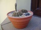 Gymnocalycium ragonesei