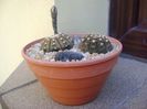 Gymnocalycium ragonesei