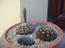 Gymnocalycium ragonesei