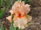 Feminine Fire