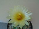 Thelocactus leucacanthus