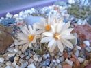 Turbinicarpus klinkerianus