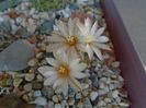Turbinicarpus klinkerianus