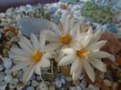 Turbinicarpus klinkerianus