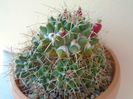 Mammillaria compressa