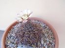 Gymnocalycium ochoterenae v. cinereum