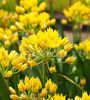Bulbi Allium Moly (Ceapa decorativa)