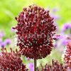 Bulbi Allium Red Mohican (Ceapa decorativa)