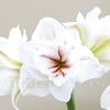 Bulbi Amaryllis Aquaro (Hipperastrum)