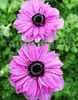 Bulbi Anemone Admiral