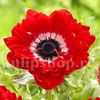 Bulbi Anemone Governor